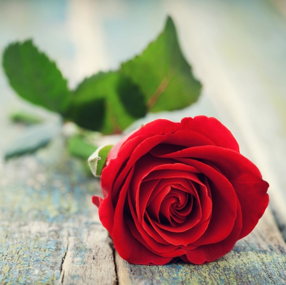 Meet your Posher, Jupiter - Picture 9 of 15